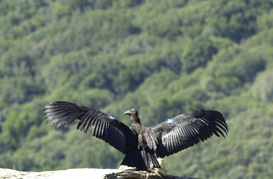 A young California condor prepares to take flight in a U.S. Fish and Wildlife Service photograph.