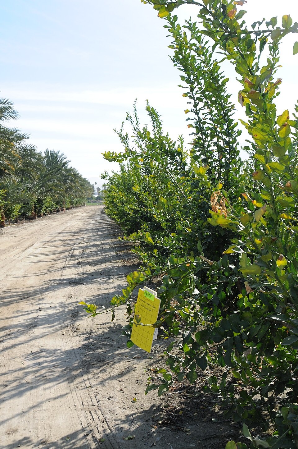 A yellow sticky trap hangs in a kaffir lime tree for Asian citrus psyllid sampling in California’s Coachella Valley, January 19, 2011. Archival monitoring context; not a Kern County trap or a present-day detection. David Bartels/USDA, public domain.