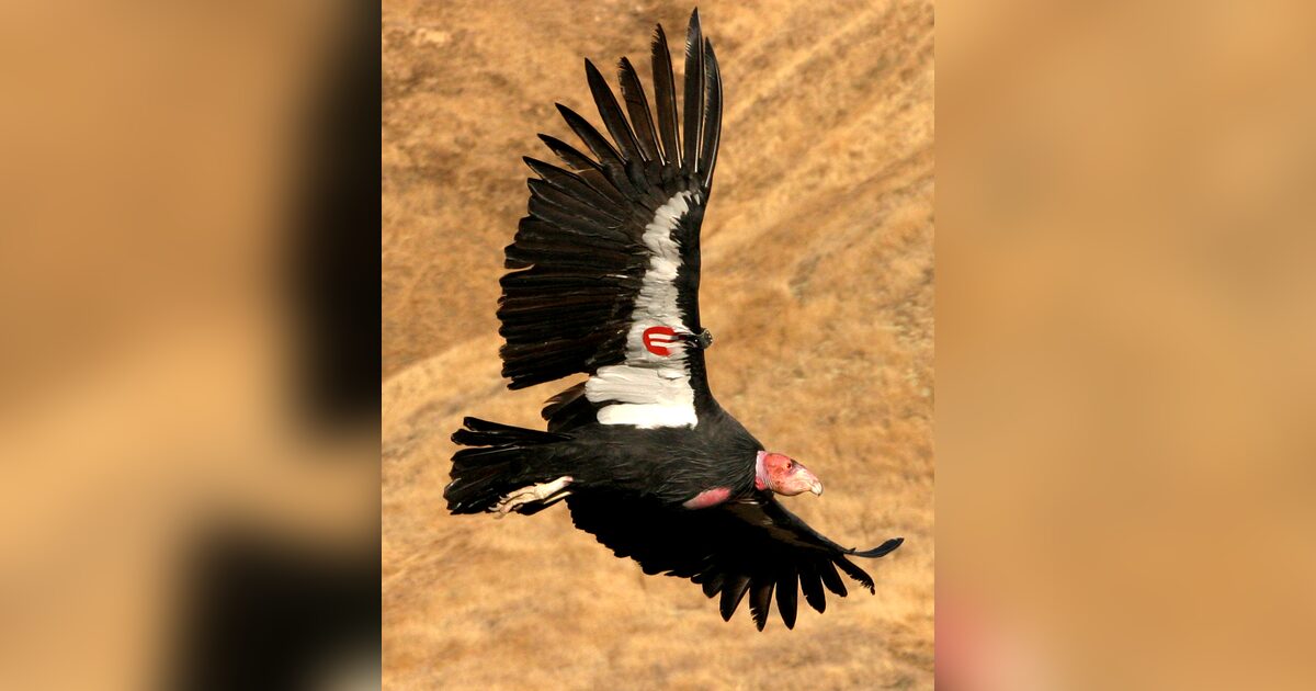 Authentic U.S. Fish and Wildlife Service photograph of a tagged California condor flying above a dry hillside